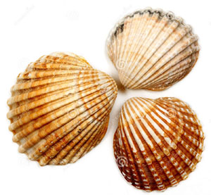 simple sea-shells